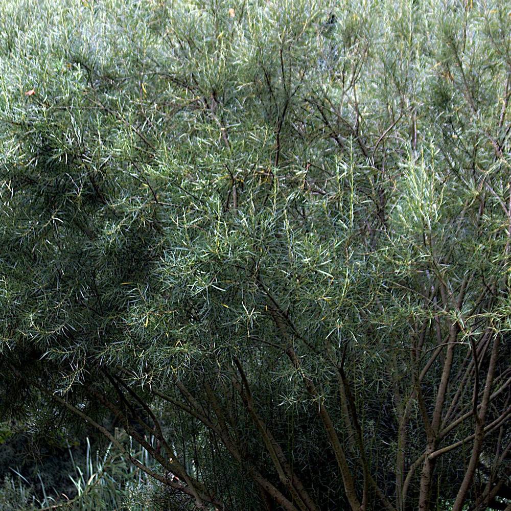 Saule à feuilles d'argousier, Salix à fleurs Blanche - feuillage Caduc - Pot de 5L - Touffe-  hauteur à maturité De 1,50 m à 2,00 m - Image 1