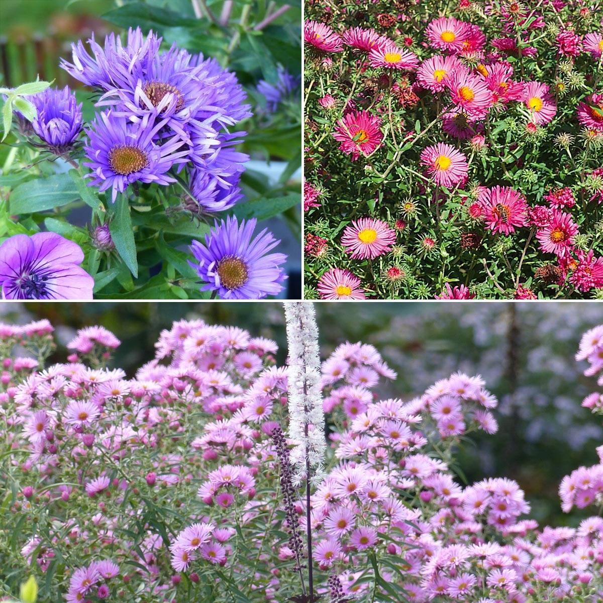 Collection 3 asters novae-angliae - Grands Asters d'automne - Collection de 3 plantes