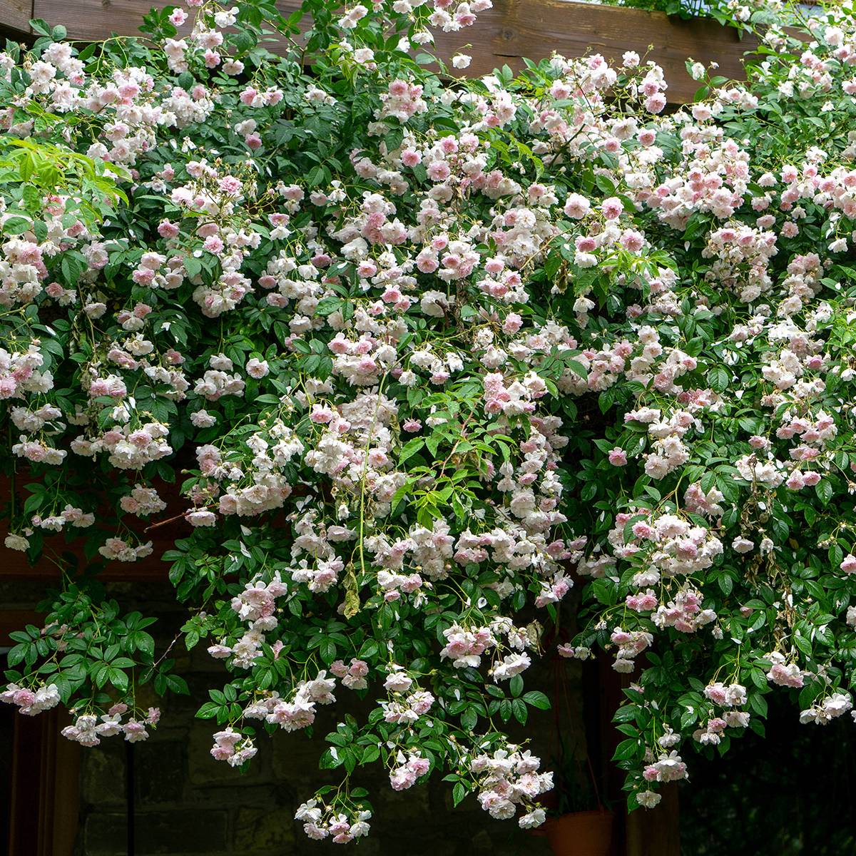 Rosier liane Paul's Himalayan Musk Pot de 4L/5L