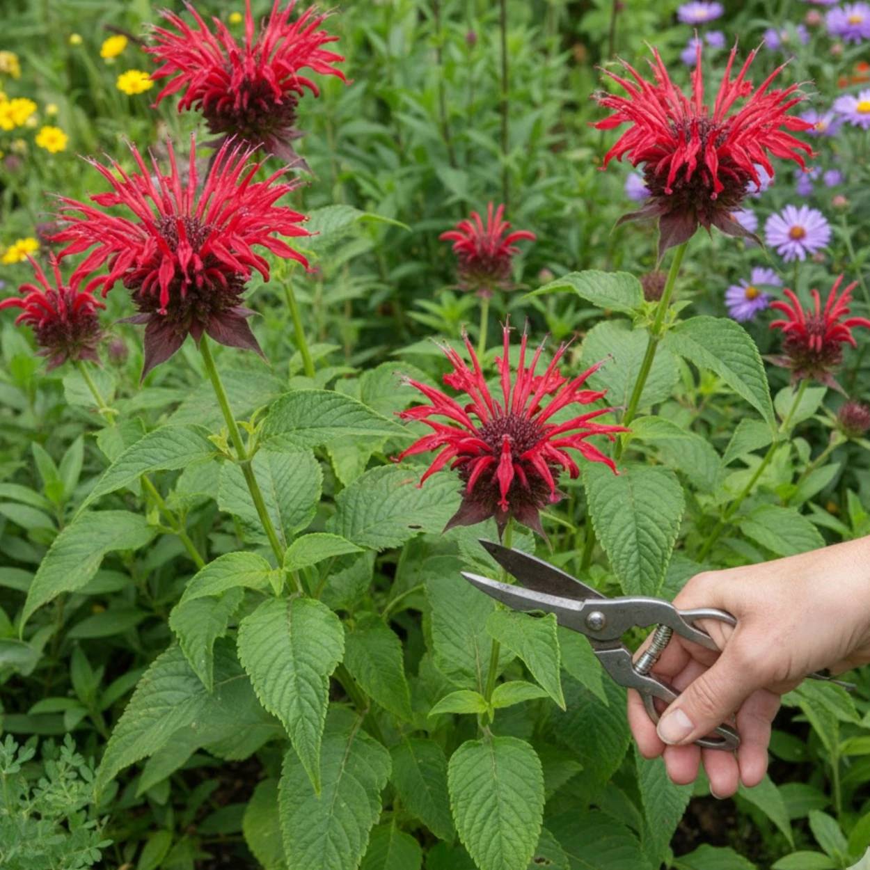 Monarde Jacob Cline - Sans traitement à fleurs Rouge - feuillage Caduc - Godet - 5/20 cm-  hauteur à maturité De 0,50 m à 1,00 m