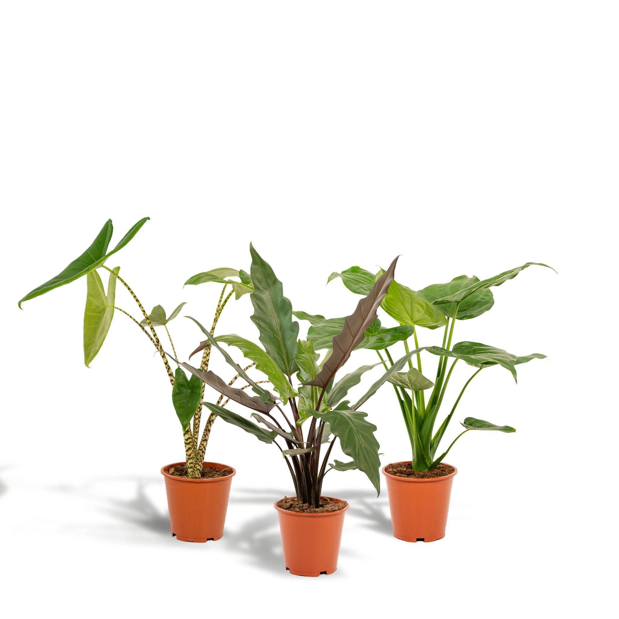 La Green Touch - Coffret cadeau Alocasia - Lot de 3 plantes 80cm - Plante d'intérieur- La Green Touch - Imagen 3