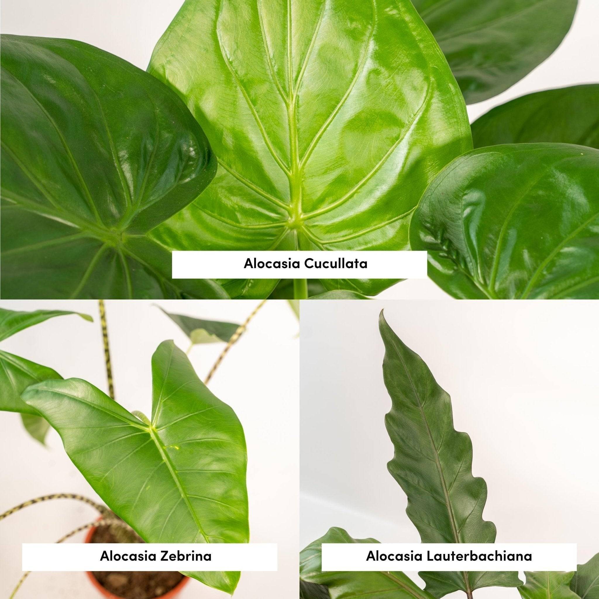 La Green Touch - Coffret cadeau Alocasia - Lot de 3 plantes 80cm - Plante d'intérieur- La Green Touch - Imagen 5