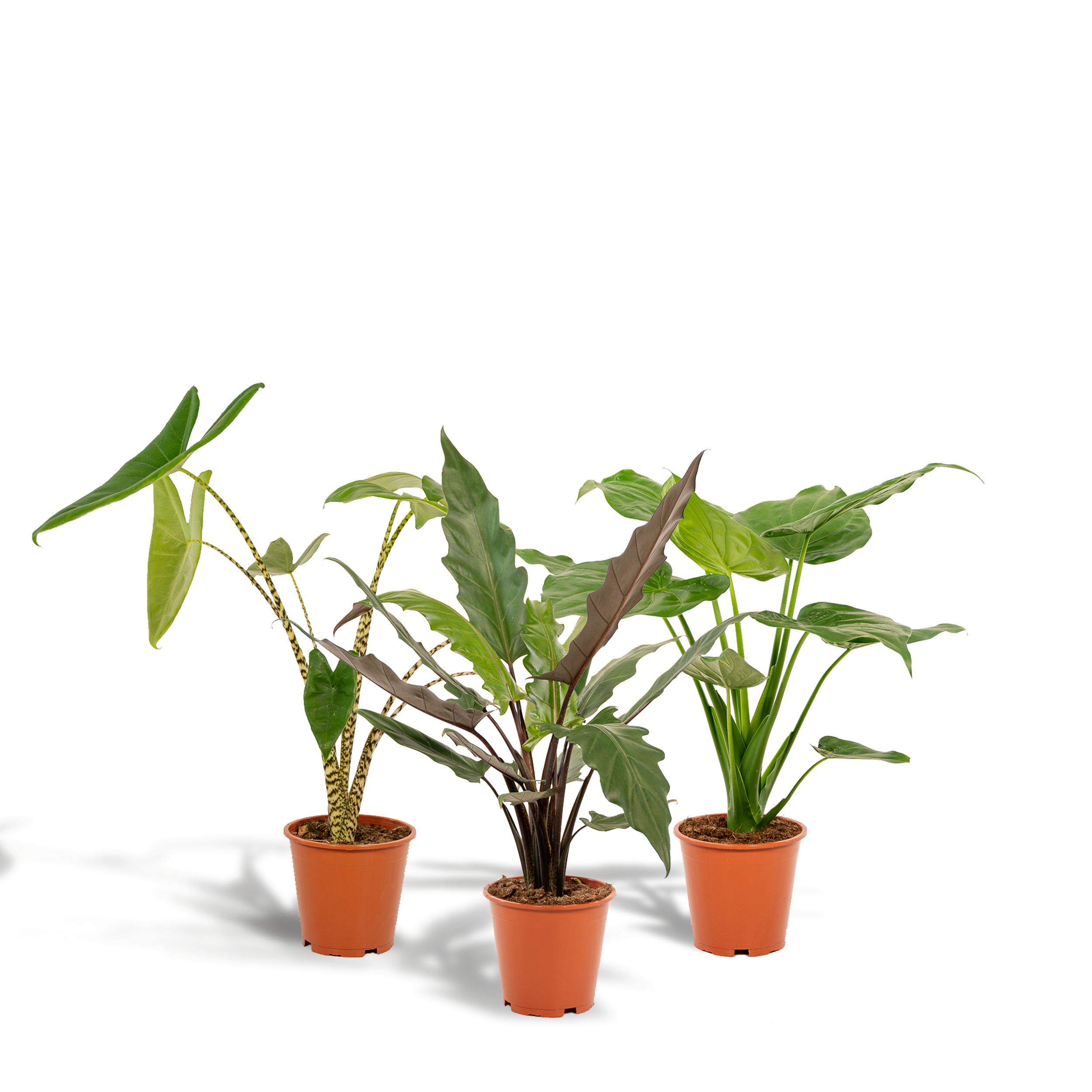 La Green Touch - Coffret cadeau Alocasia - Lot de 3 plantes 80cm - Plante d'intérieur- La Green Touch - Imagen 1