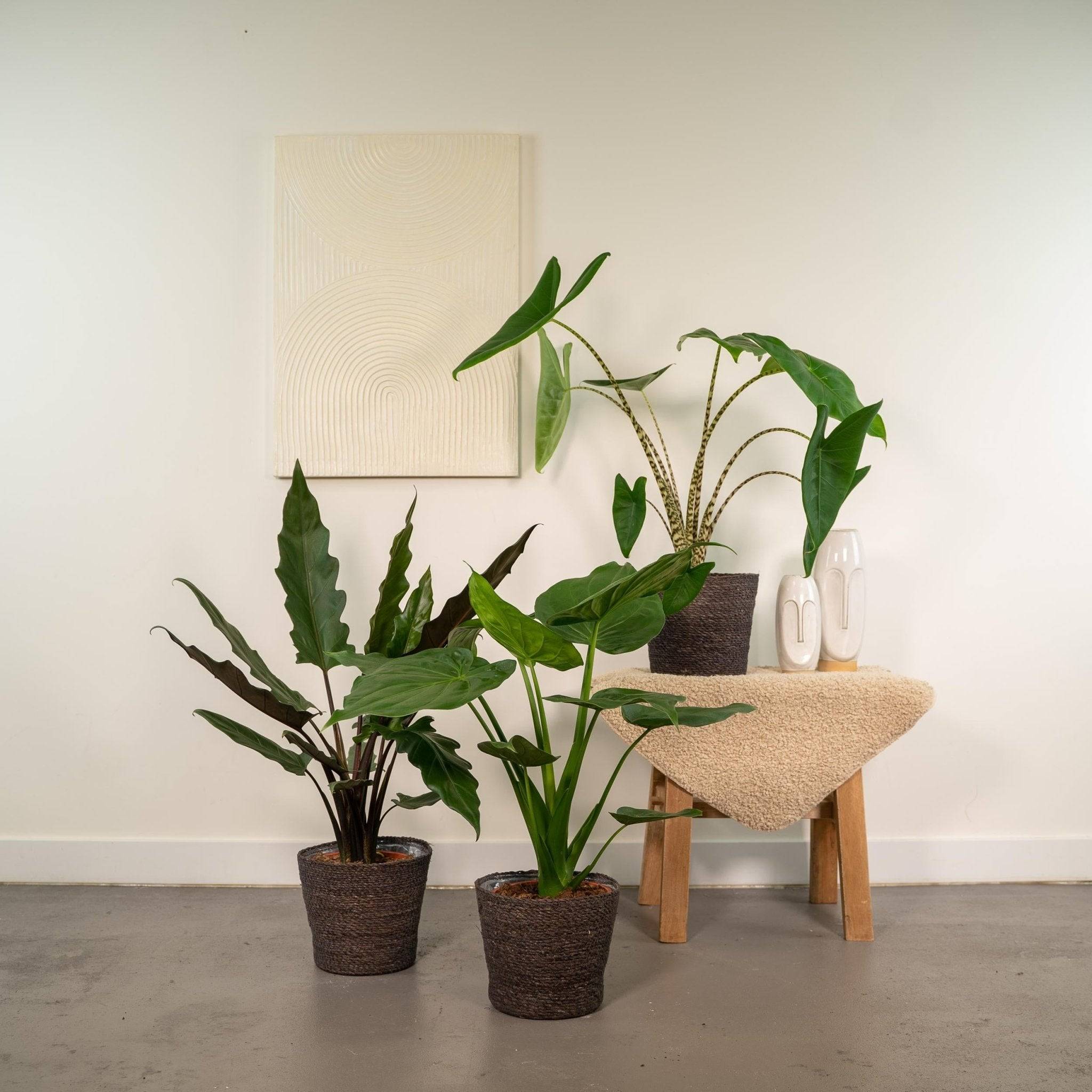 La Green Touch - Coffret cadeau Alocasia - Lot de 3 plantes 80cm - Plante d'intérieur- La Green Touch - Imagen 4