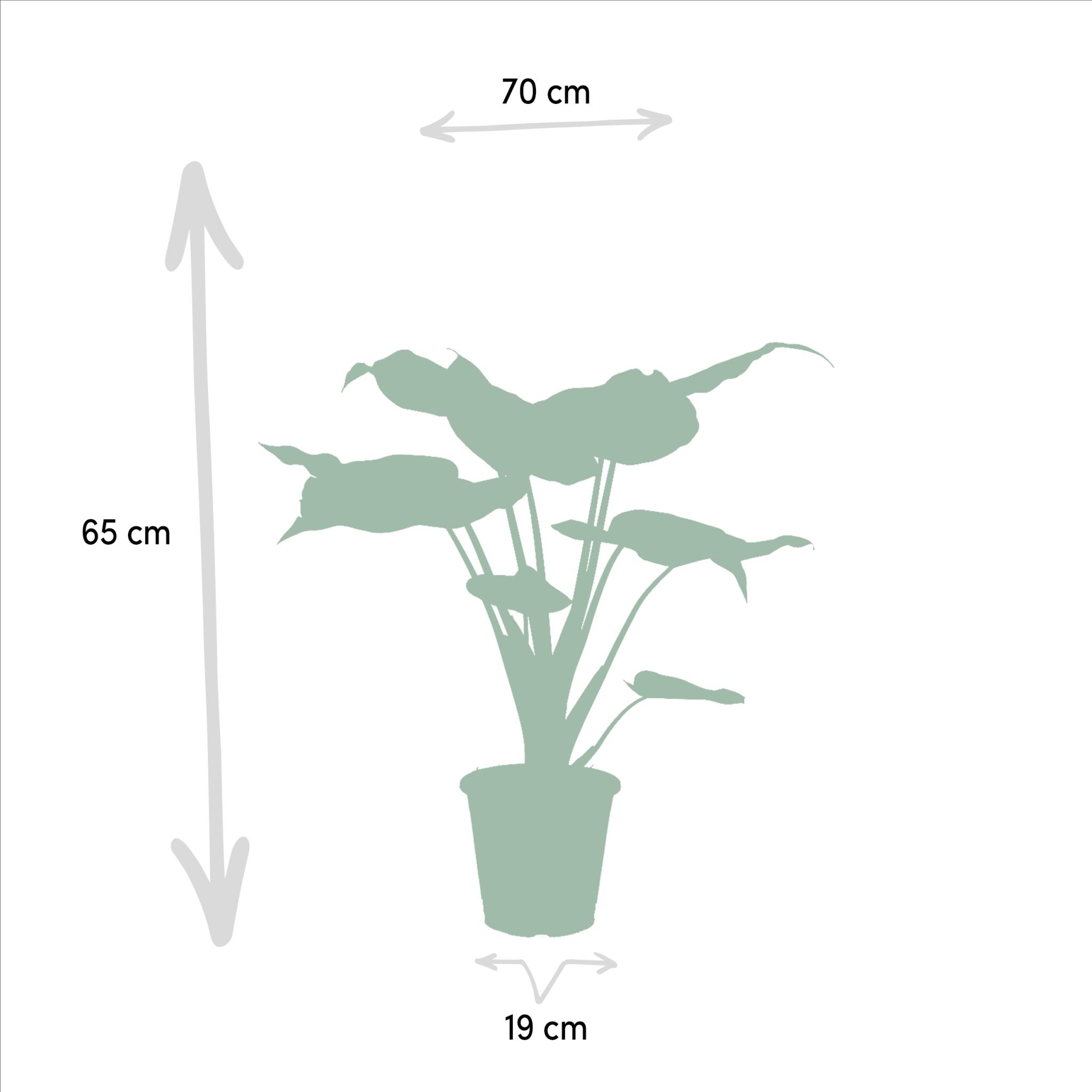 La Green Touch - Coffret cadeau Alocasia - Lot de 3 plantes 80cm - Plante d'intérieur- La Green Touch - Imagen 6