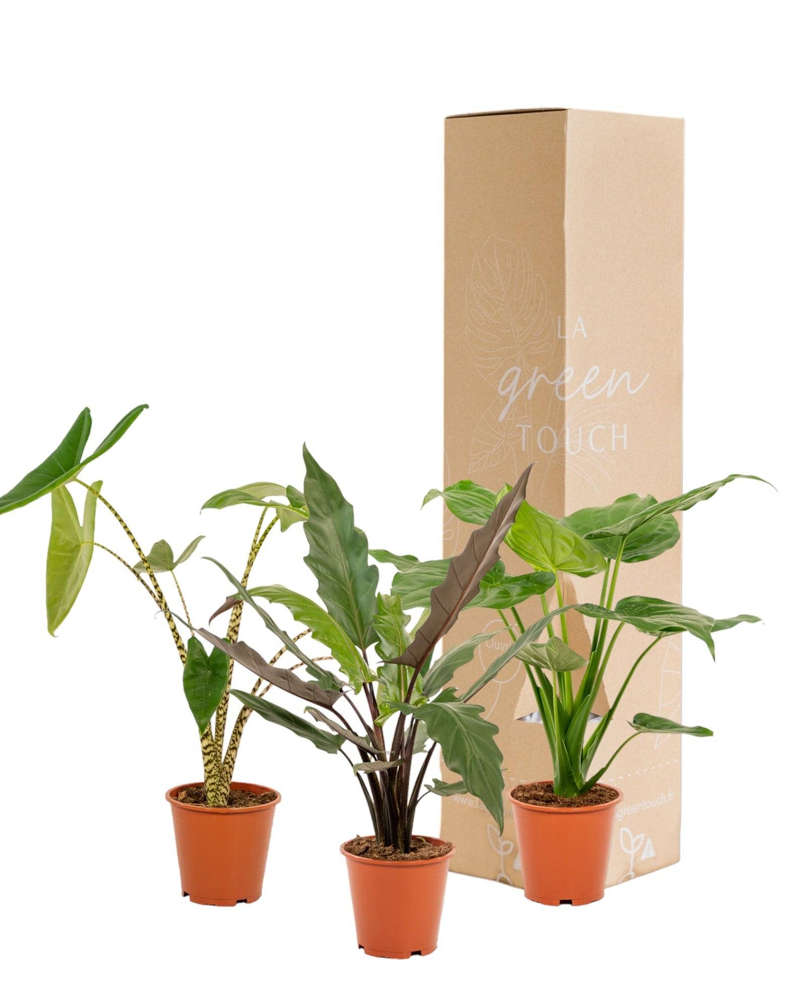 La Green Touch - Coffret cadeau Alocasia - Lot de 3 plantes 80cm - Plante d'intérieur- La Green Touch - Imagen 2