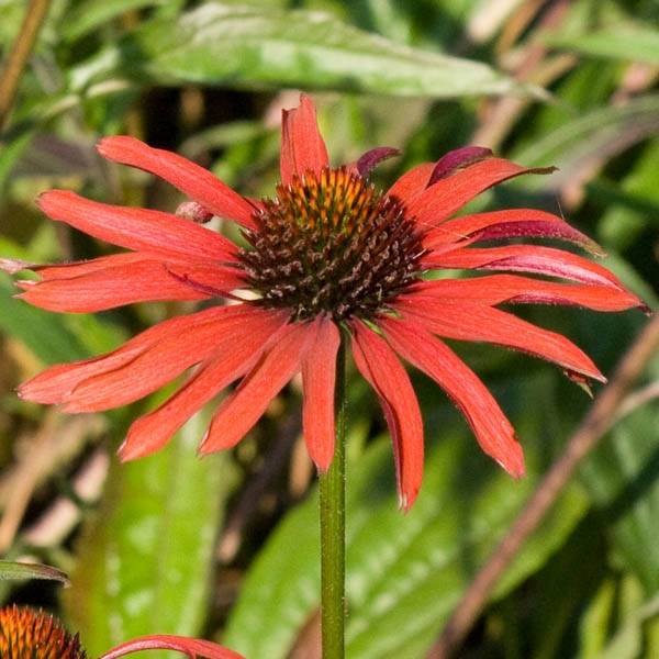 Echinacea Hot Summer - Echinacée Godet de 8/9 cm