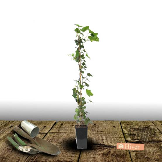 Lierre des bois Ivalace - Pot de 2L - Tuteur bambou 60/90 cm - Image 4