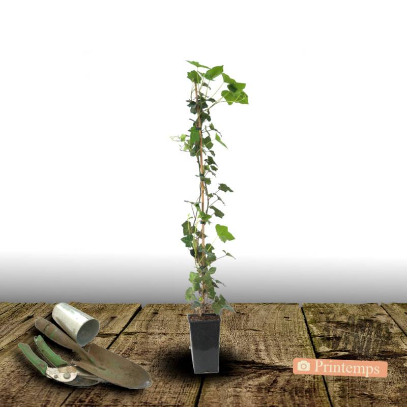 Lierre des bois Ivalace - Pot de 2L - Tuteur bambou 60/90 cm - Image 5
