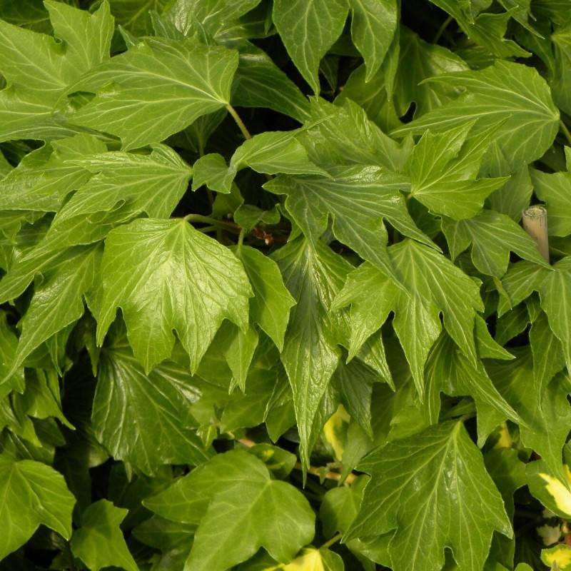 Lierre des bois Ivalace - Pot de 2L - Tuteur bambou 60/90 cm - Image 6
