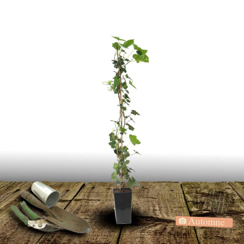Lierre des bois Ivalace - Pot de 2L - Tuteur bambou 60/90 cm - Image 2