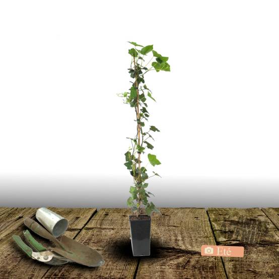 Lierre des bois Ivalace - Pot de 2L - Tuteur bambou 60/90 cm - Image 3