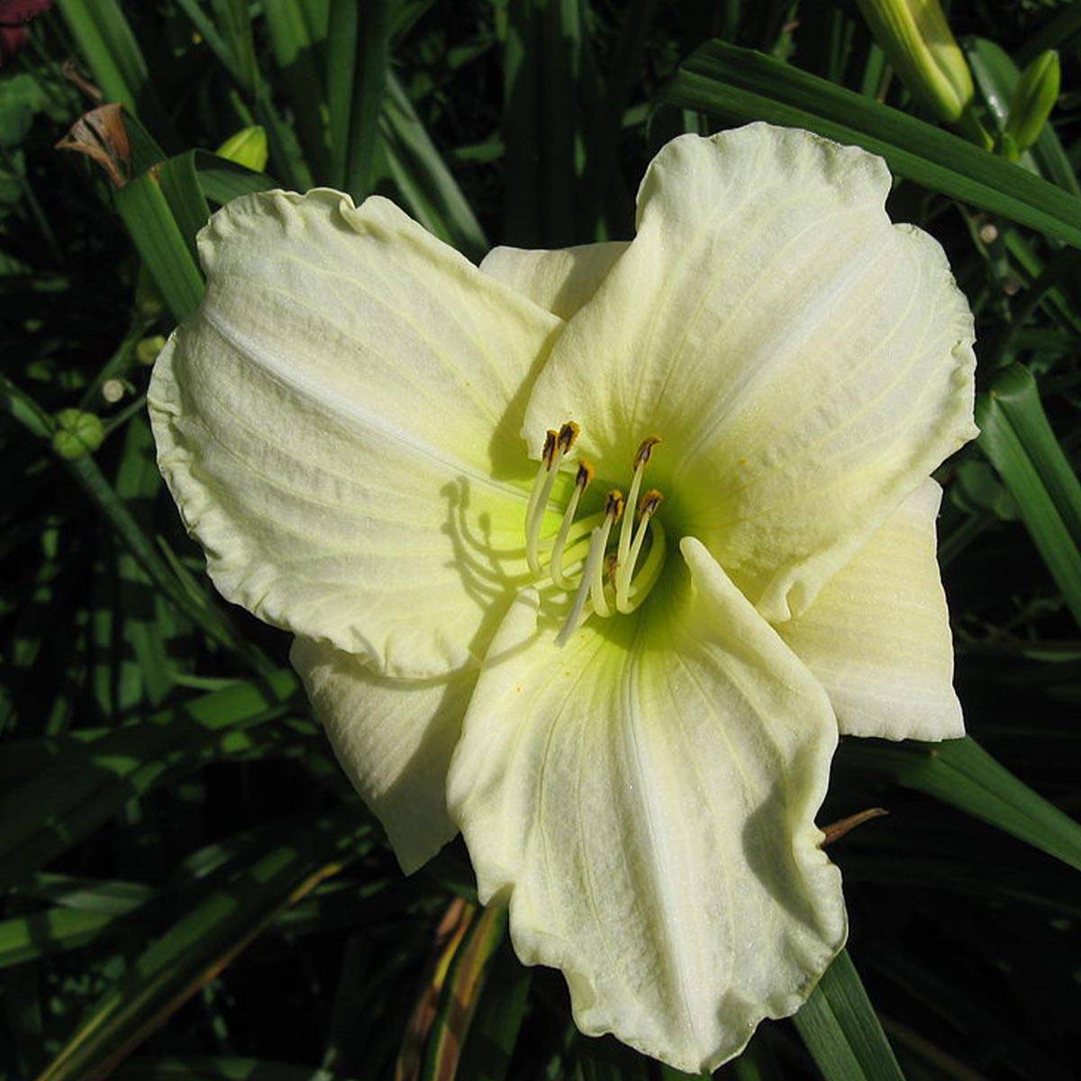 Hémérocalle White Temptation - Lis d'un jour Pot de 2L/3L