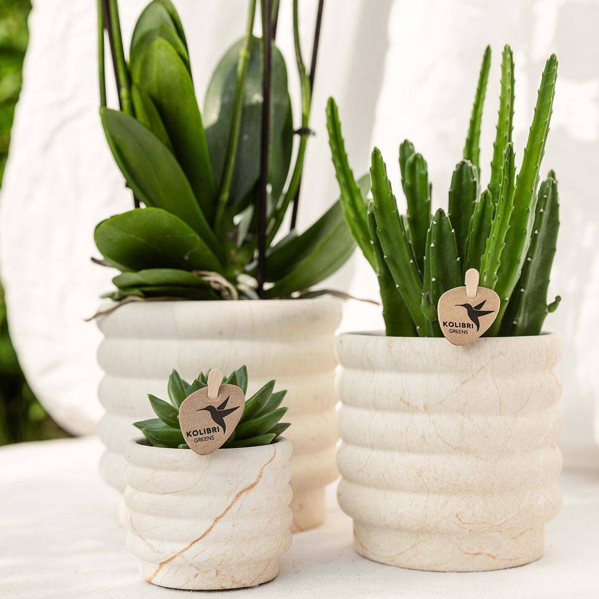 La Green Touch - Plante Phalaenopsis Orchidee et Succulent Avec Pot Céramique - H35cm - Image 1