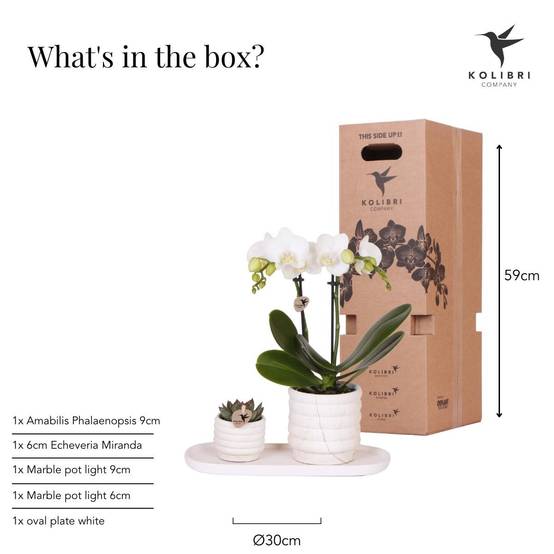 La Green Touch - Plante Phalaenopsis Orchidee et Succulent Avec Pot Céramique - H35cm - Image 4