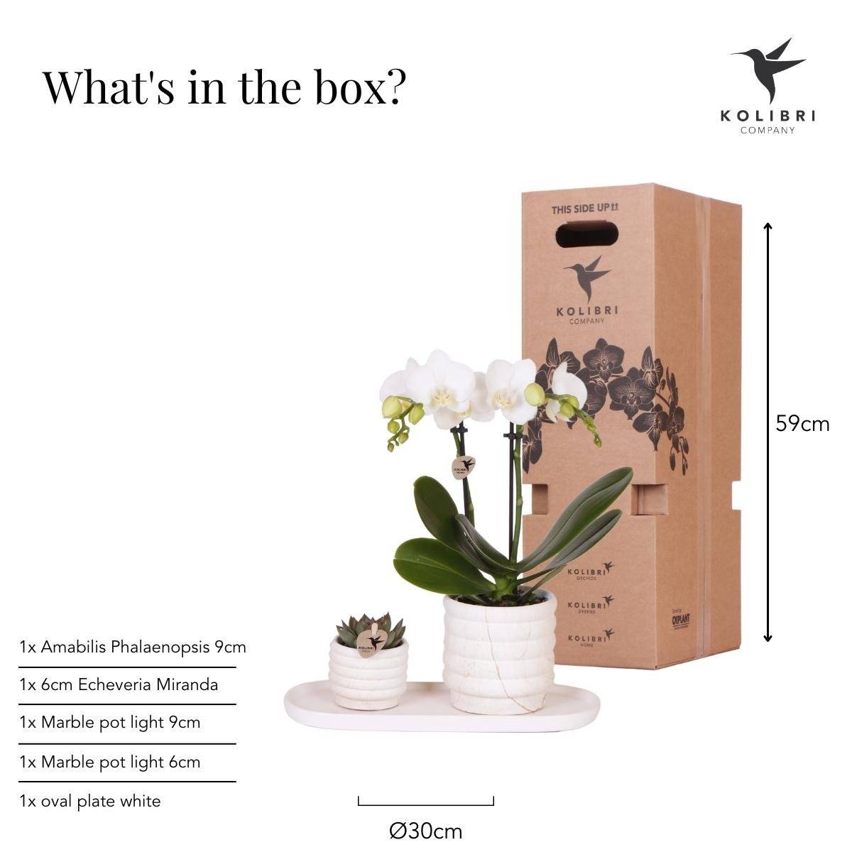 La Green Touch - Plante Phalaenopsis Orchidee et Succulent Avec Pot Céramique - H35cm - Image 4