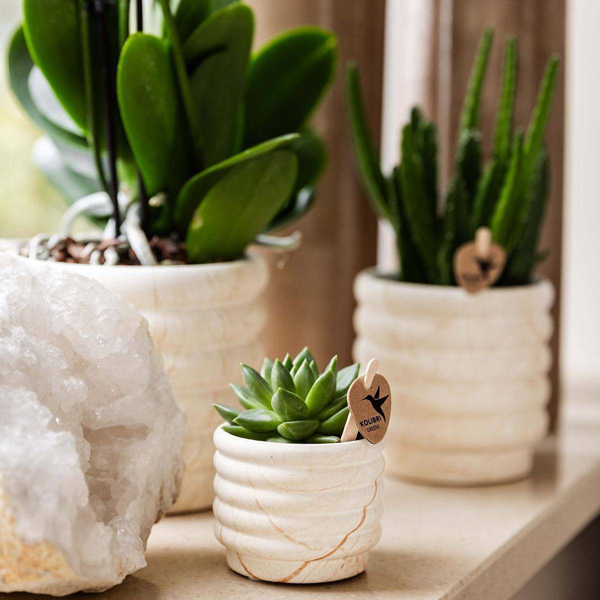 La Green Touch - Plante Phalaenopsis Orchidee et Succulent Avec Pot Céramique - H35cm - Image 3