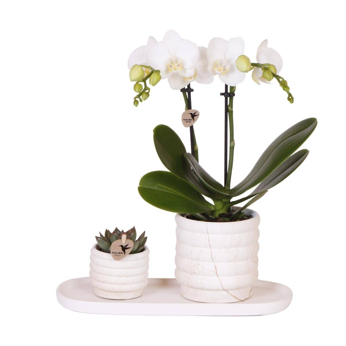 La Green Touch - Plante Phalaenopsis Orchidee et Succulent Avec Pot Céramique - H35cm - Image 2
