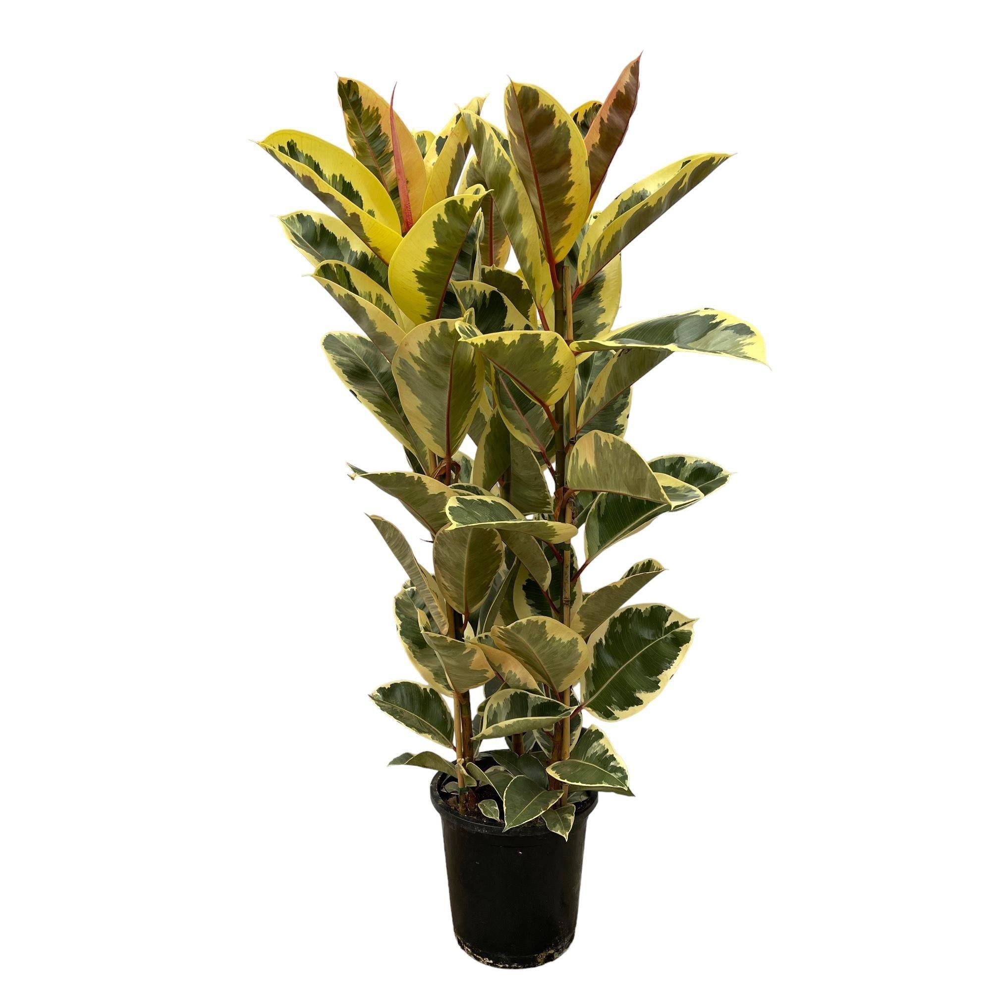 Ficus Elastica Tineke 160cm - Plante d'intérieur- La Green Touch - Image 1