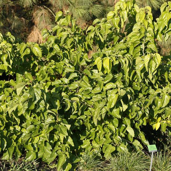 Promesse de Fleurs - Morus latifolia Spirata - Mûrier à larges feuilles tortueux Pot de 7,5L/10L - Image 1