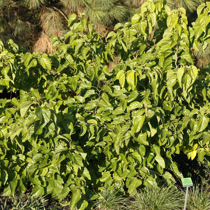 Promesse de Fleurs - Morus latifolia Spirata - Mûrier à larges feuilles tortueux Pot de 7,5L/10L - Image 1