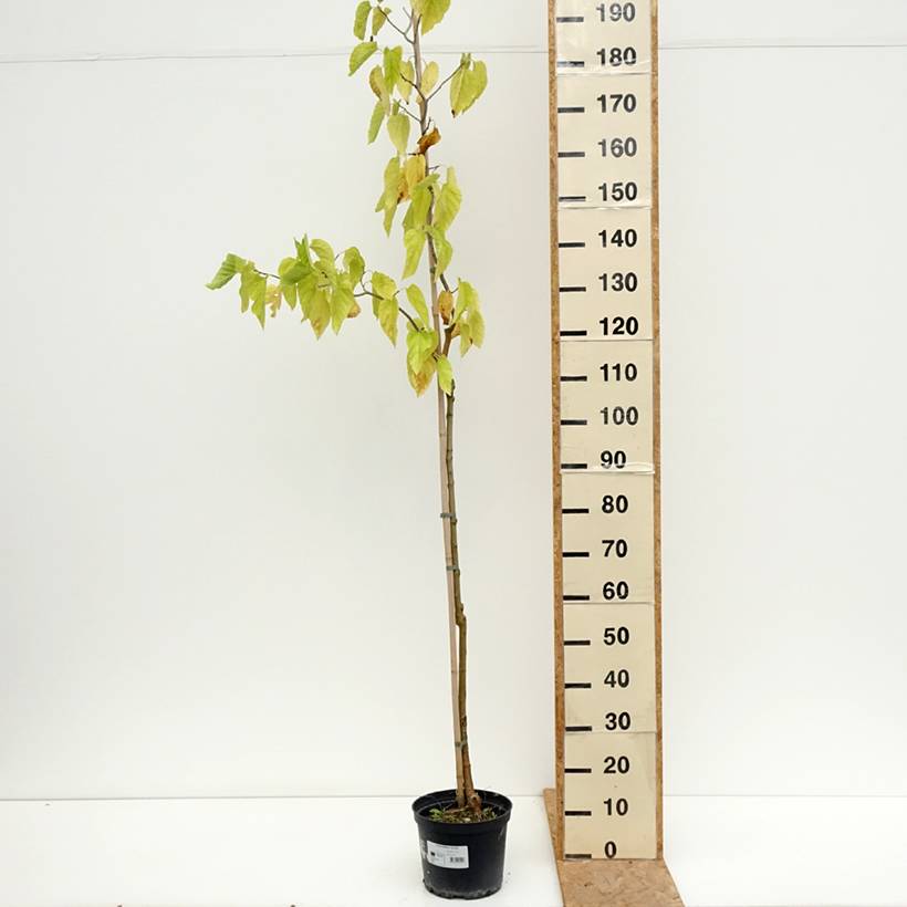 Promesse de Fleurs - Morus latifolia Spirata - Mûrier à larges feuilles tortueux Pot de 7,5L/10L - Image 2