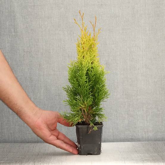 Promesse de Fleurs - Thuja occidentalis Golden Smaragd - Thuya du Canada Godet de 8/9 cm - Image 2