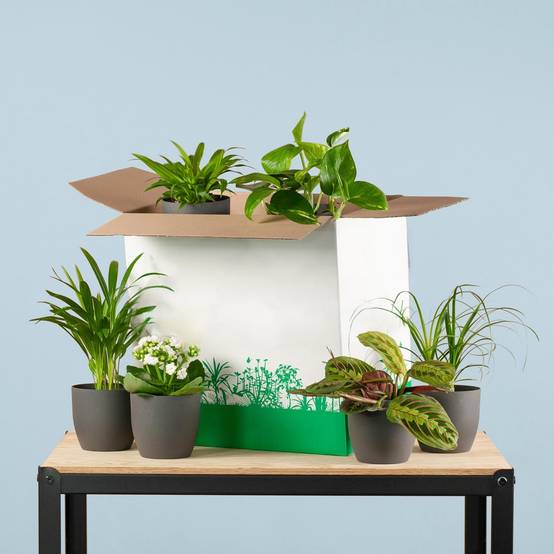 Coffret - Image 5