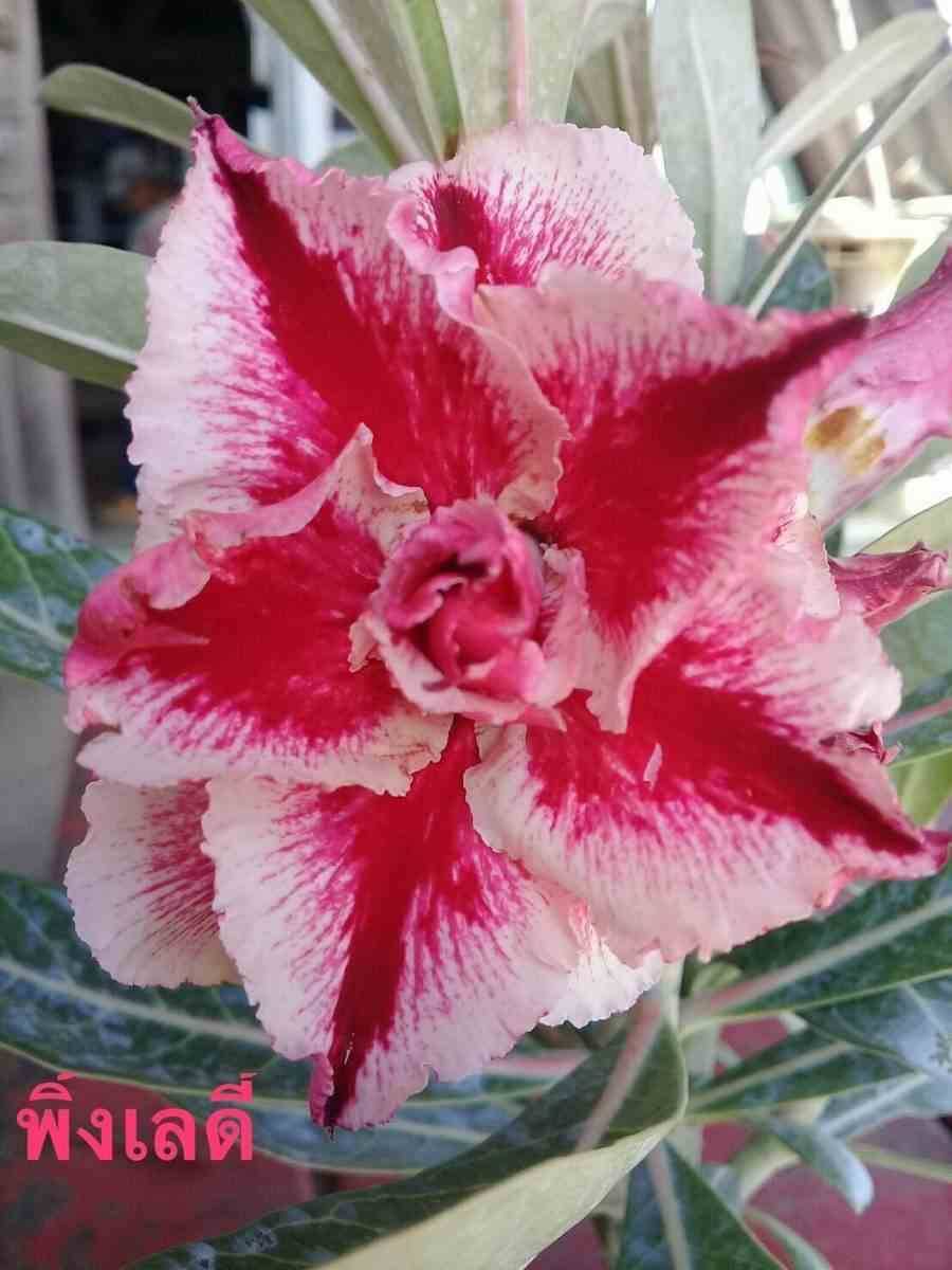Sans Marque - Adenium obesum cv.Dame rose Couleur floraison:Rouge - Taille:Caudex d'environ 300g 20/25cm