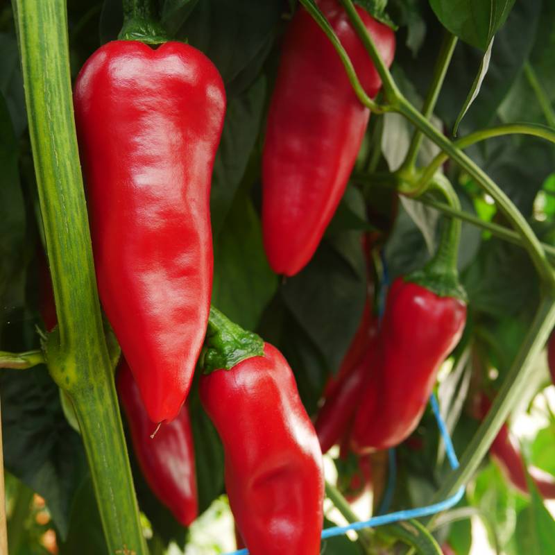 Plant de piment Basque Gorria pot de 0,5 litre - Jardiland