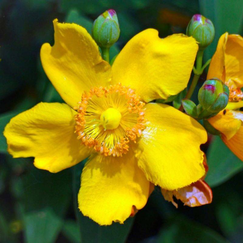 Millepertuis 'Hidcote' (Hypericum x hidcoteense 'Hidcote') - Godet - Taille 20/40cm - Pépinières Naudet