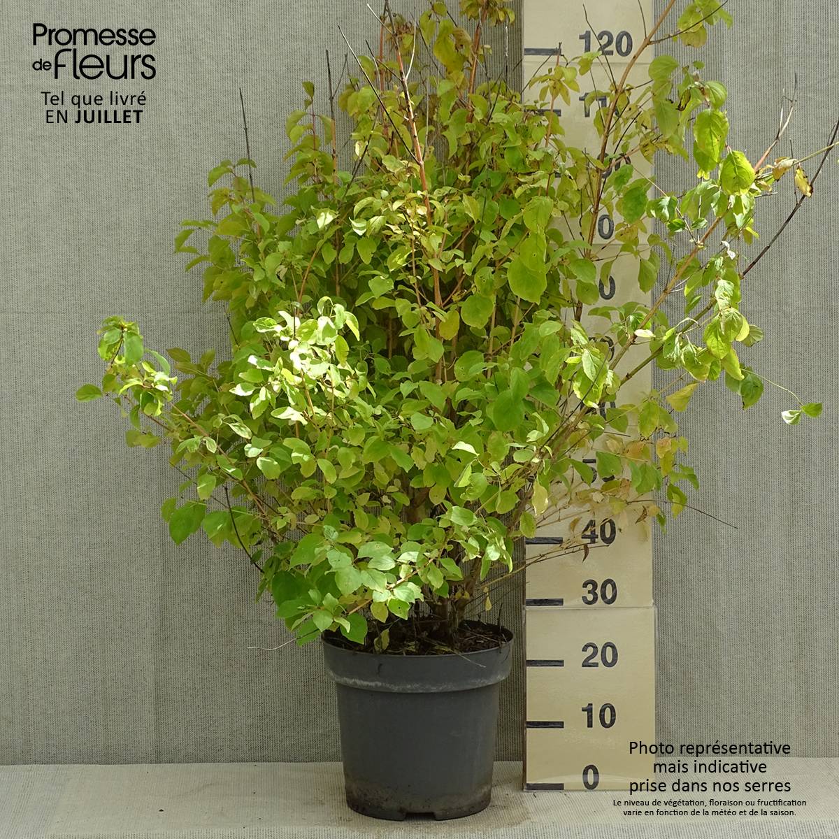 Cornus sanguinea Mid Winter Fire - Cornouiller sanguin Pot de 6L/7L - Image 2