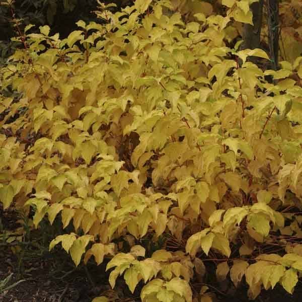 Cornus sanguinea Mid Winter Fire - Cornouiller sanguin Pot de 6L/7L - Image 1