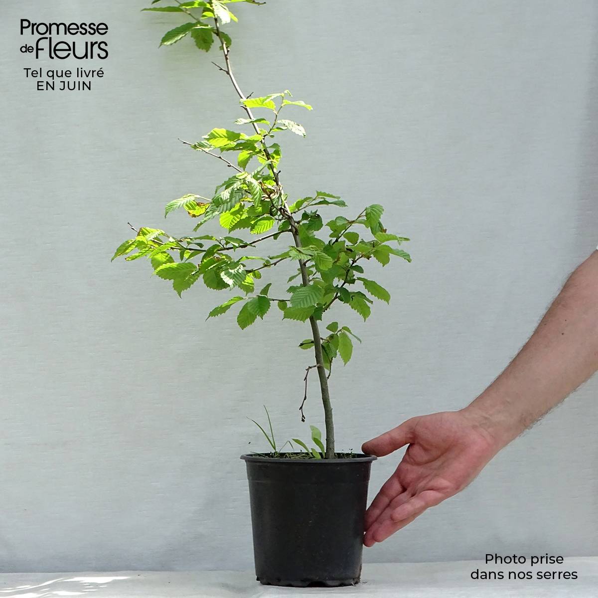 Carpinus betulus - Charme commun, Charmille Pot de 2L/3L - Image 2