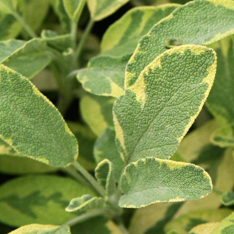 Promesse de Fleurs - Salvia officinalis Aurea - Sauge officinale Aurea Godet de 7/8 cm