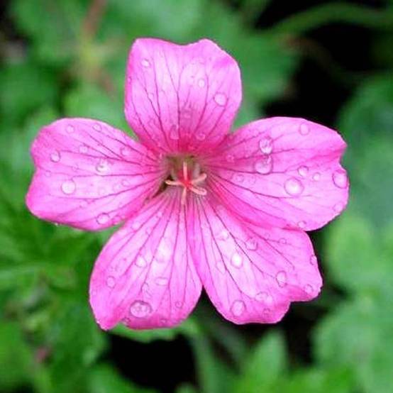 Promesse de Fleurs - Géranium vivace endressii Wargrave Pink Godet de 8/9 cm