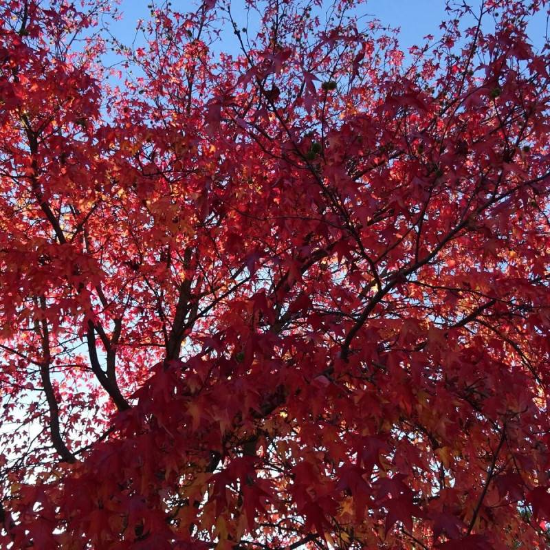 Copalme d'Amérique, Liquidambar - Pot de 25L - 175/200 cm - Imagen 5
