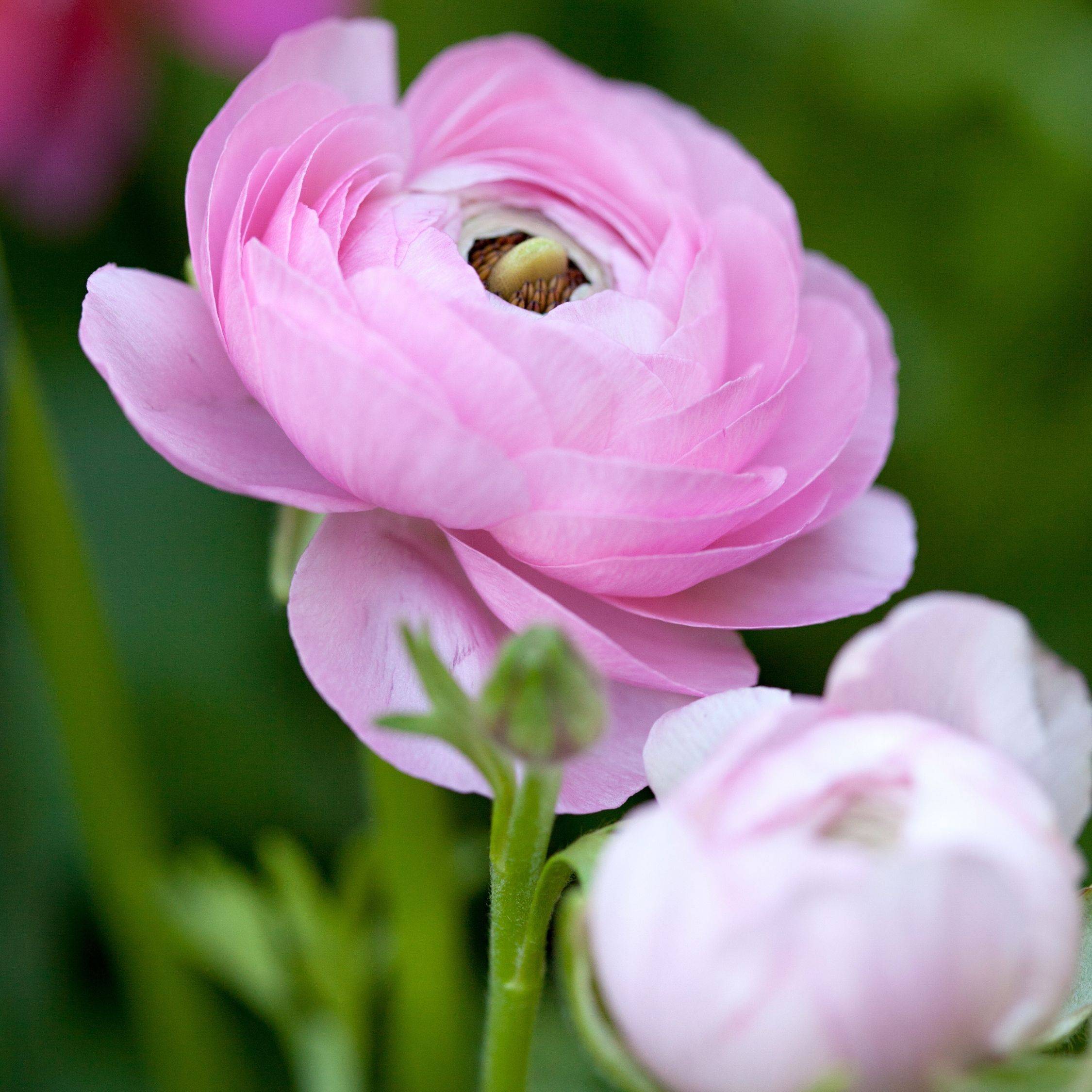 Plant In A Box - Renoncule - Set de 40 - Ranunculus - Bulbes à fleurs - Image 4