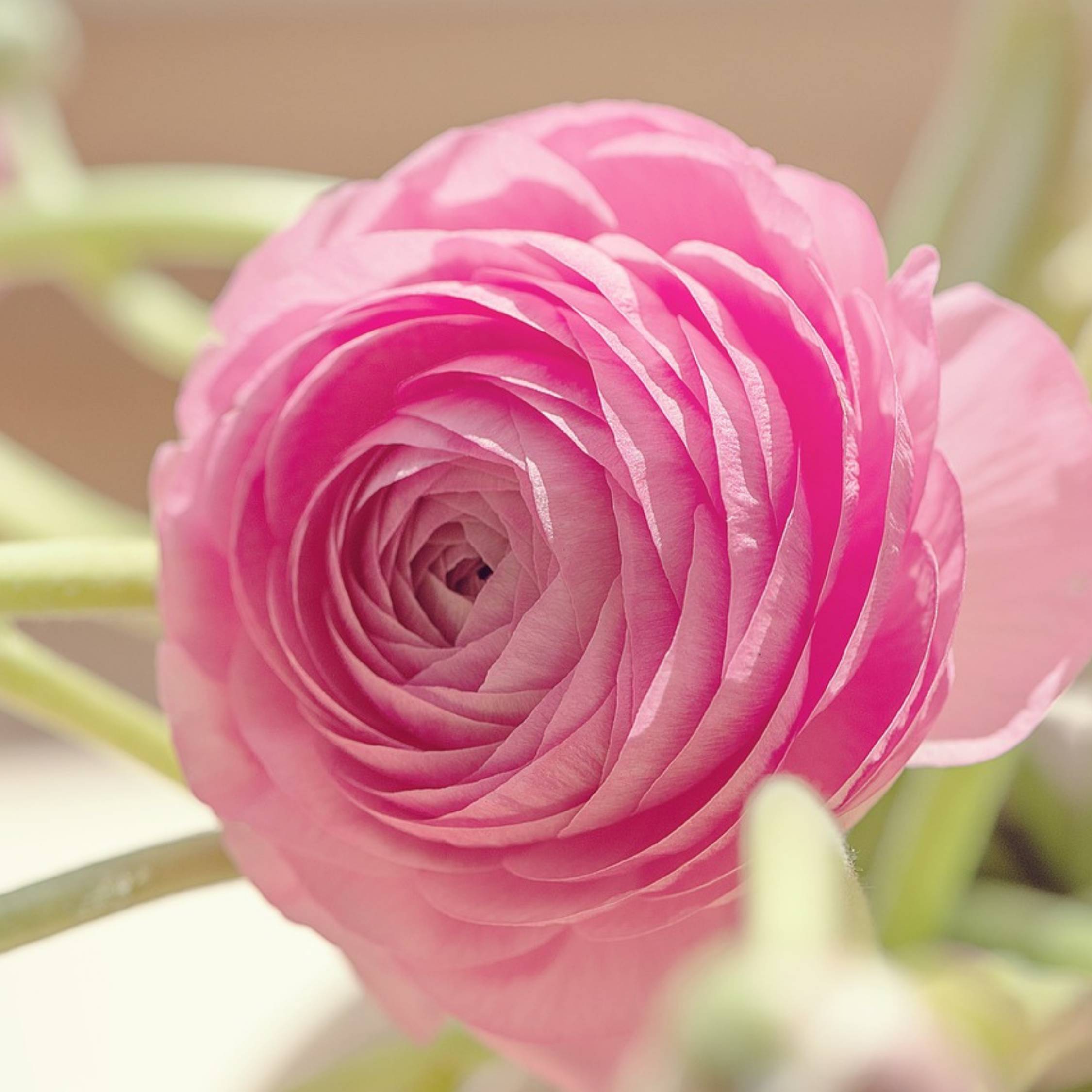 Plant In A Box - Renoncule - Set de 40 - Ranunculus - Bulbes à fleurs - Image 5