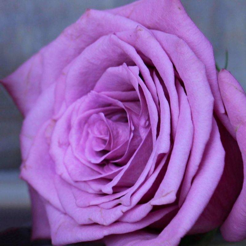 Rosier 'Violette Parfumée' ® (Rosa 'Violette Parfumée' ®) - Racines nues - Taille 20 à 30cm - Pépinières Naudet - Imagen 1