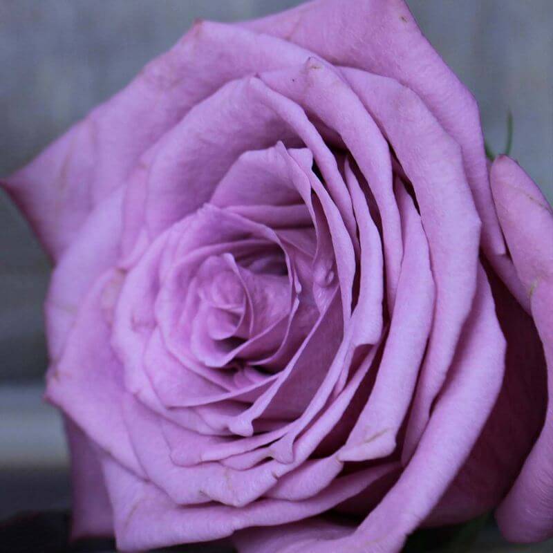 Rosier 'Violette Parfumée' ® (Rosa 'Violette Parfumée' ®) - Racines nues - Taille 20 à 30cm - Pépinières Naudet - Imagen 3