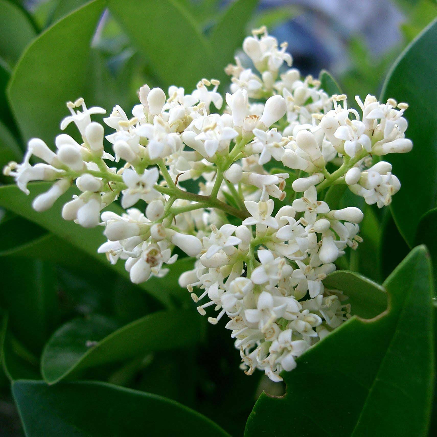 Promesse de Fleurs - Troène du Texas - Ligustrum japonicum Texanum Pot de 7,5L/10L