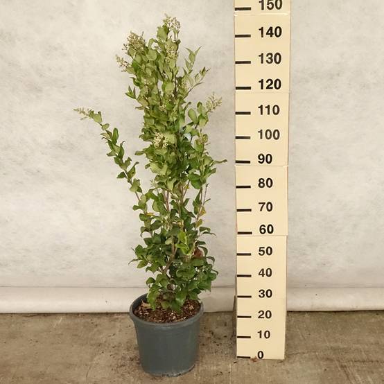 Promesse de Fleurs - Troène du Texas - Ligustrum japonicum Texanum Pot de 7,5L/10L - Image 2