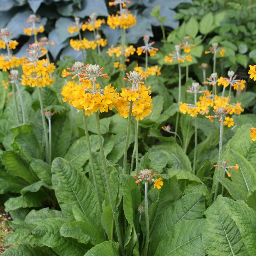 Primevère candélabre - Primula bulleyana Godet de 8/9 cm