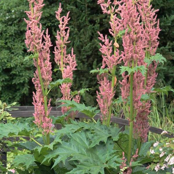 Promesse de Fleurs - Rhubarbe palmée - Rheum palmatum var. tanguticum Pot de 2L/3L