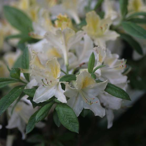 Promesse de Fleurs - Azalée de Chine Daviesii - Azalea mollis Pot de 4L/5L - Image 1