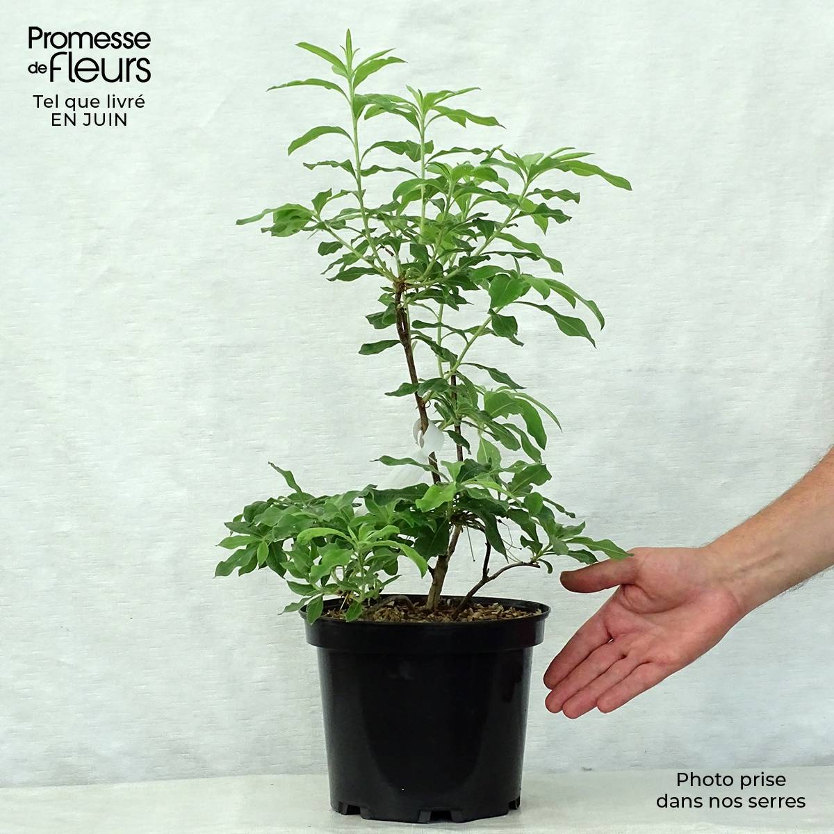Promesse de Fleurs - Azalée de Chine Daviesii - Azalea mollis Pot de 4L/5L - Image 2