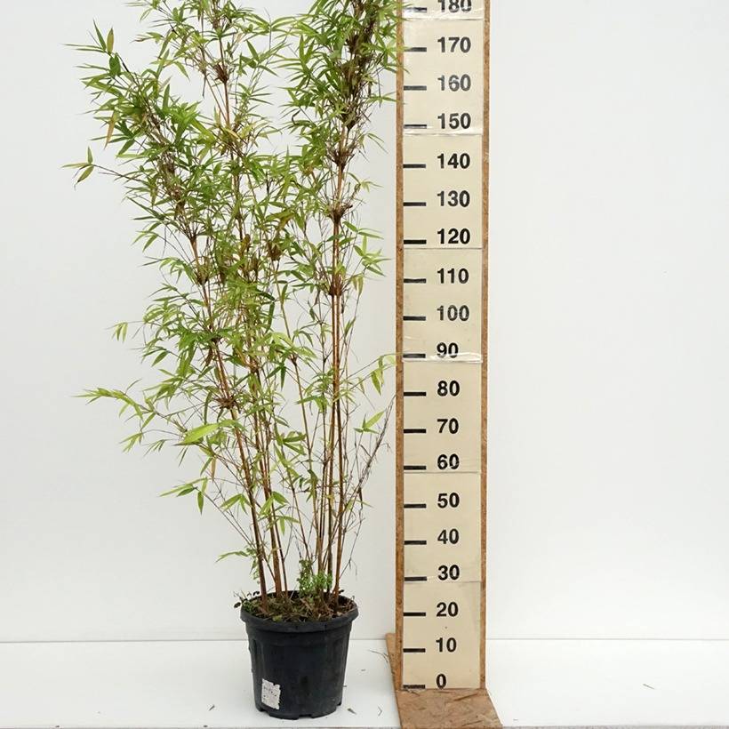 Promesse de Fleurs - Bambusa multiplex  Alphonse Karr - Bambou d'intérieur Pot de 12L/15L - Image 2