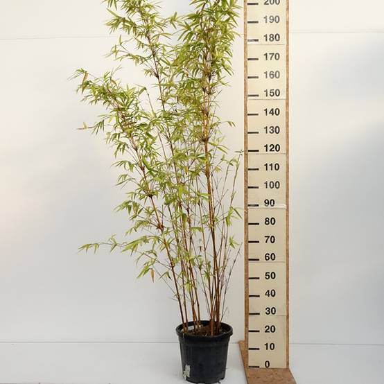 Promesse de Fleurs - Bambusa multiplex Alphonse Karr - Bambou d'intérieur Pot de 12L/15L - Image 3