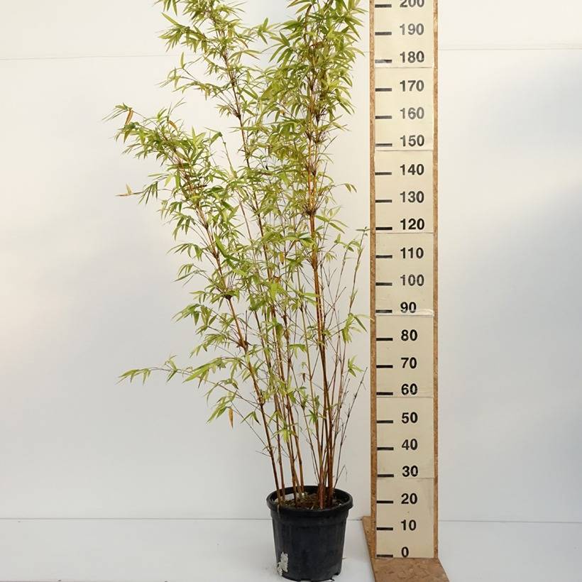 Promesse de Fleurs - Bambusa multiplex  Alphonse Karr - Bambou d'intérieur Pot de 12L/15L - Image 3